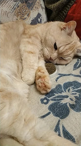 Natural Catnip Cat Toy