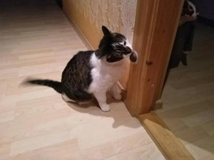 Natural Catnip Cat Toy